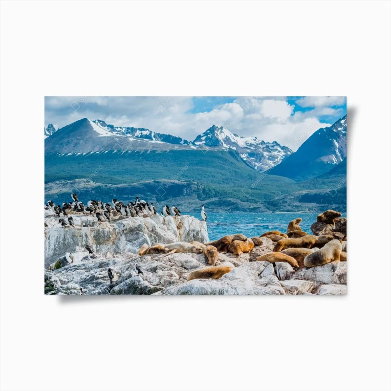 Animaux – Wallnifity®
