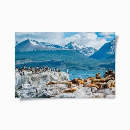 Poster colonie d'otaries et d'oiseaux marins au pied des montagnes – Wallnifity®