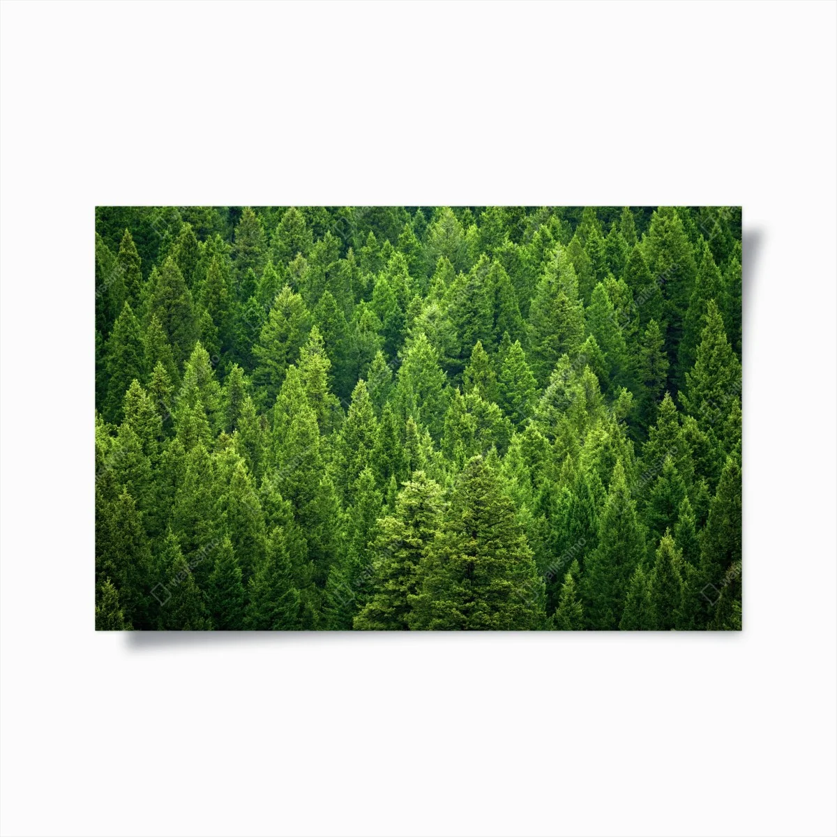 Poster forêt de pins émeraude – Wallnifity® Poster forêt de pins émeraude – Wallnifity®