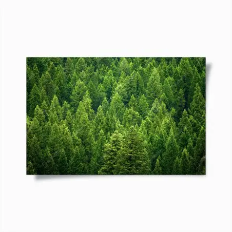Poster forêt de pins émeraude – Wallnifity®