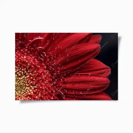 Poster gerbera rouge en gros plan – Wallnifity®