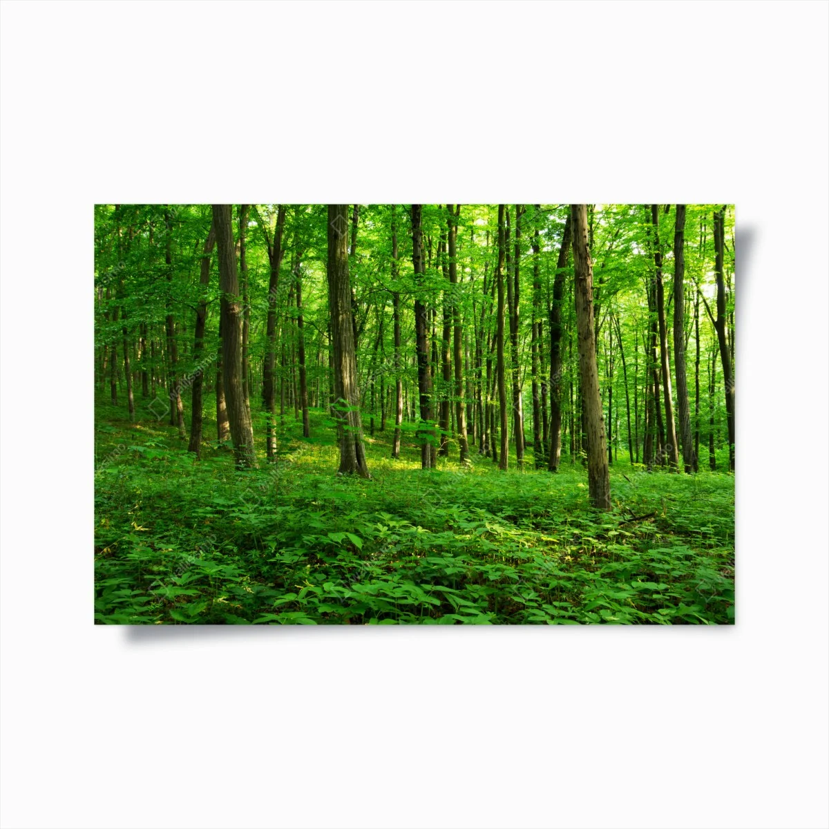 Poster forêt verdoyante au printemps – Wallnifity® Poster forêt verdoyante au printemps – Wallnifity®