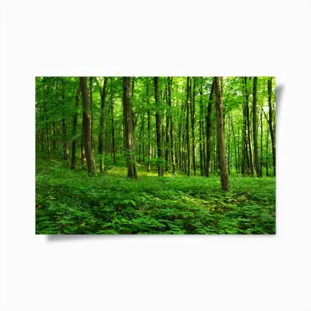 Poster forêt verdoyante au printemps – Wallnifity®