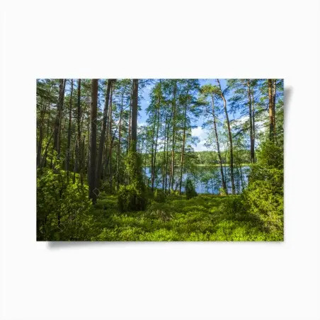 Poster paysage forestier au bord du lac – Wallnifity®
