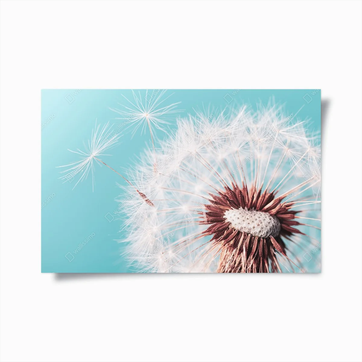 Poster douceur de pissenlit sur fond turquoise – Wallnifity® Poster douceur de pissenlit sur fond turquoise – Wallnifity®