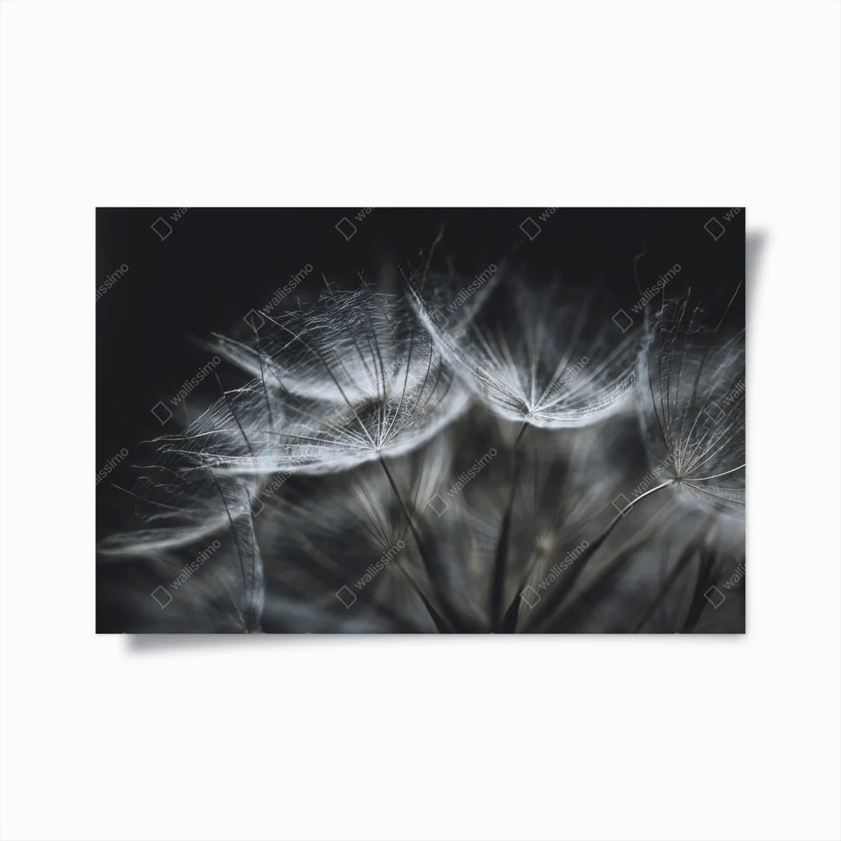 Poster souffle de pissenlit en macro – Wallnifity® Poster souffle de pissenlit en macro – Wallnifity®