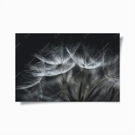 Poster souffle de pissenlit en macro – Wallnifity®