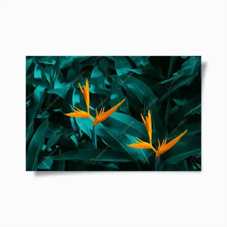 Poster oiseaux de paradis sur feuillage turquoise – Wallnifity®