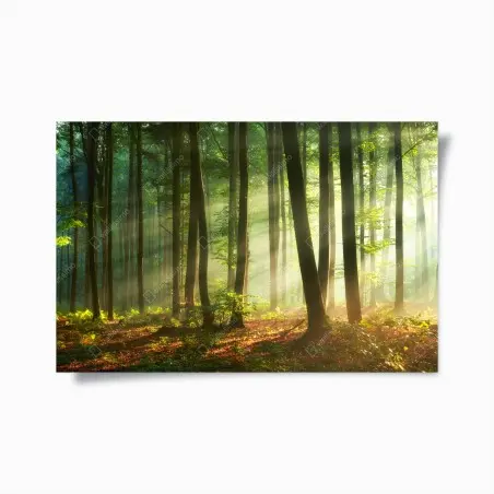 Poster forêt en lumière matinale – Wallnifity®