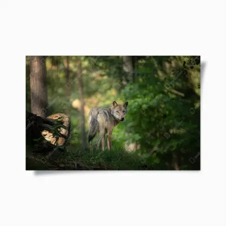 Poster portrait de loup dans une clairière boisée – Wallnifity®