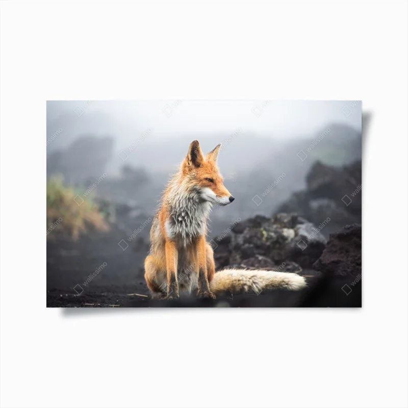 Animaux – Wallnifity®