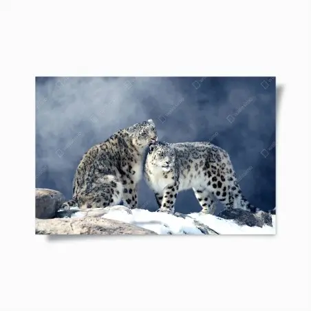 Poster deux léopards des neiges en harmonie – Wallnifity®