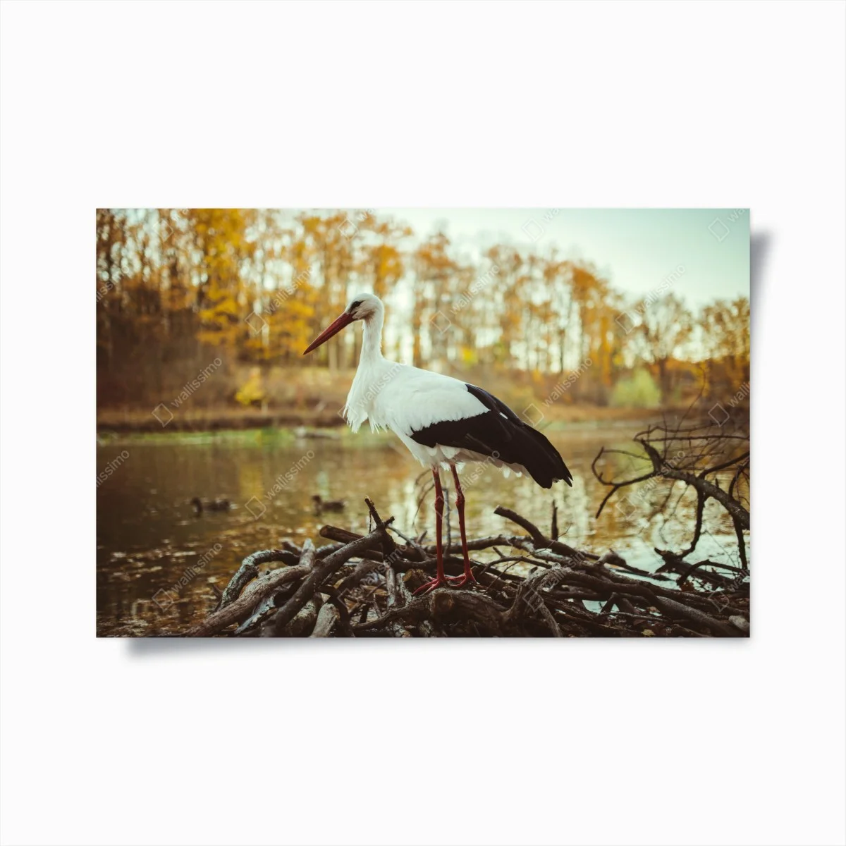 Poster cigogne solitaire au bord du lac en automne – Wallnifity® Poster cigogne solitaire au bord du lac en automne – Wallnifity®