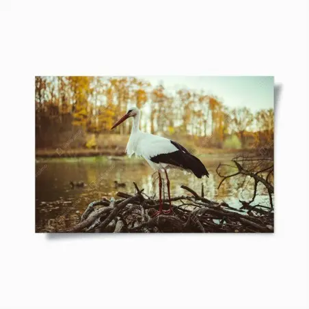 Poster cigogne solitaire au bord du lac en automne – Wallnifity®
