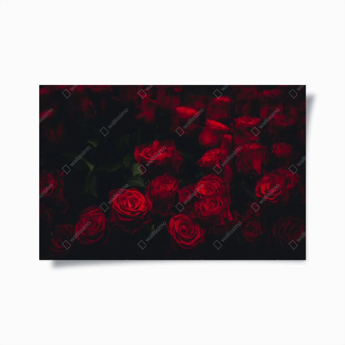 Poster roses rouges en clair-obscur – Wallnifity® Poster roses rouges en clair-obscur – Wallnifity®