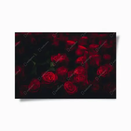 Poster roses rouges en clair-obscur – Wallnifity®