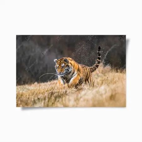Poster tigre de Sibérie en plein élan – Wallnifity®
