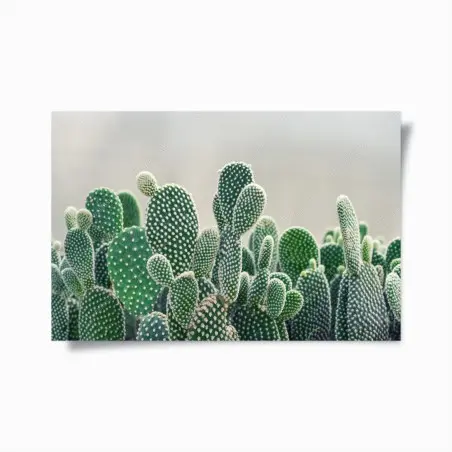 Poster opuntia en gros plan – élégance verte et texture – Wallnifity®