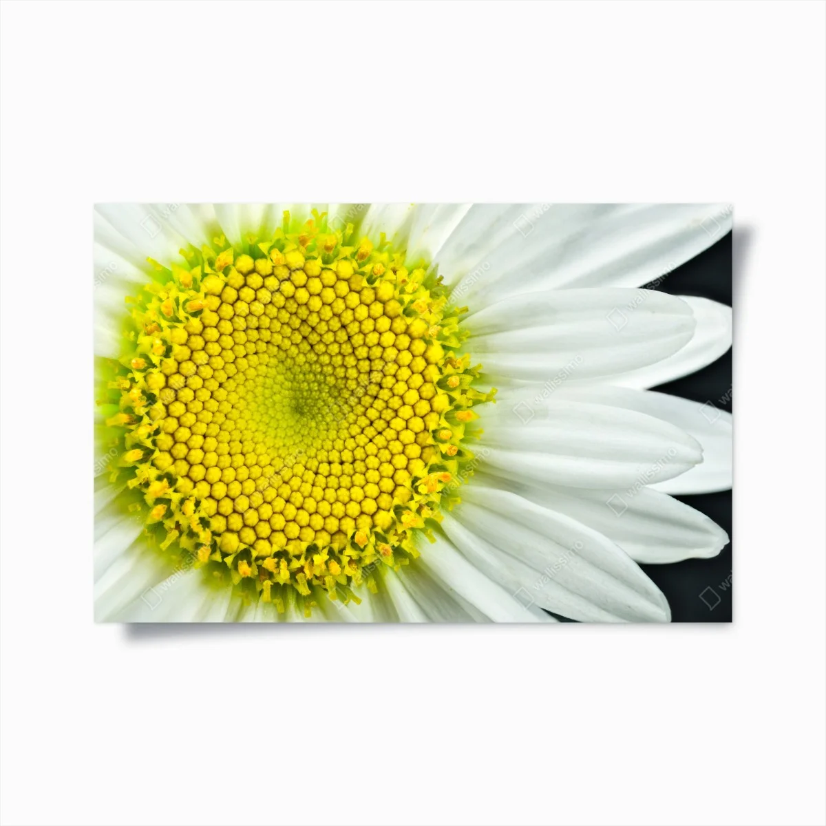 Poster marguerite en gros plan : spirale botanique – Wallnifity® Poster marguerite en gros plan : spirale botanique – Wallnifity®