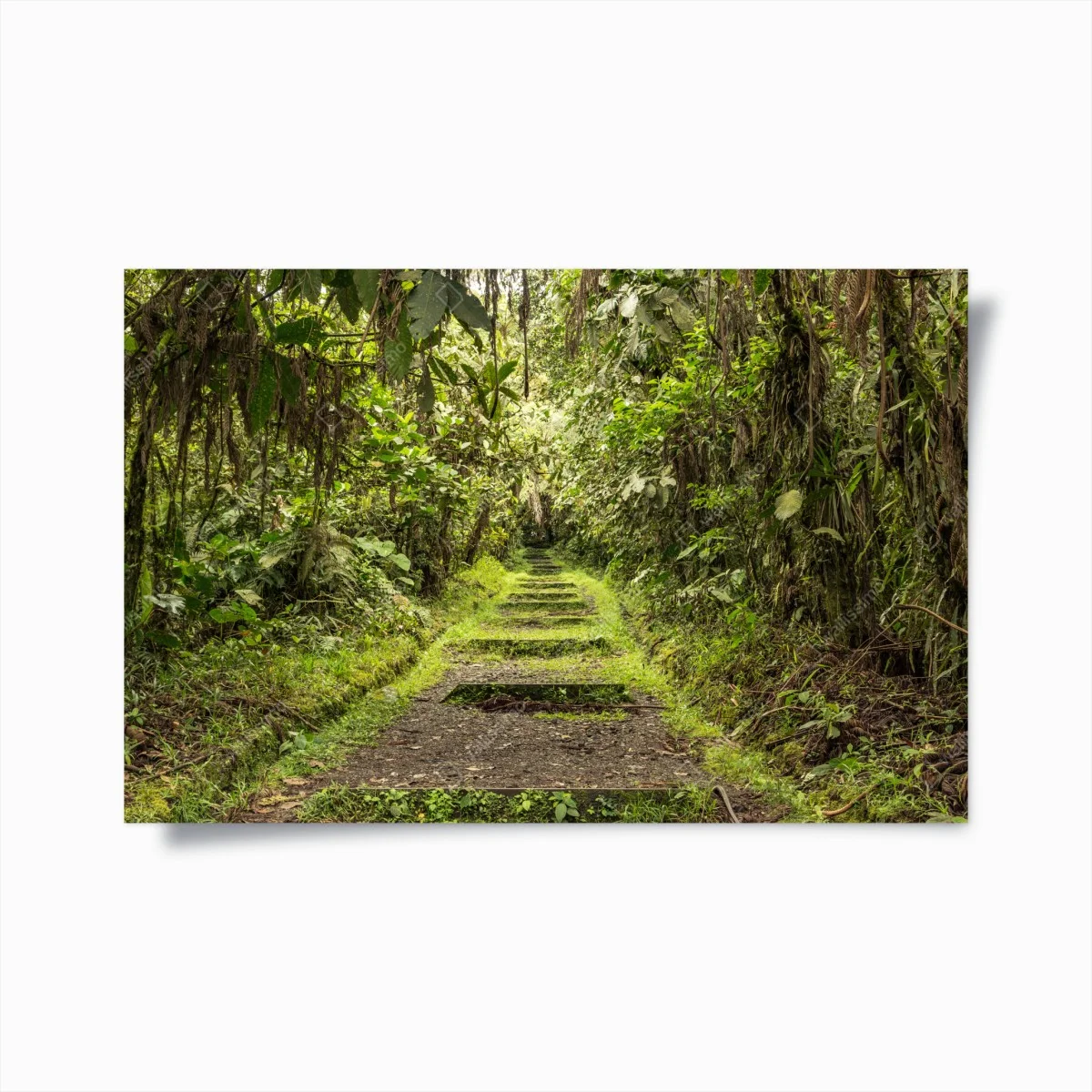 Poster sentier tropical verdoyant – Wallnifity® Poster sentier tropical verdoyant – Wallnifity®