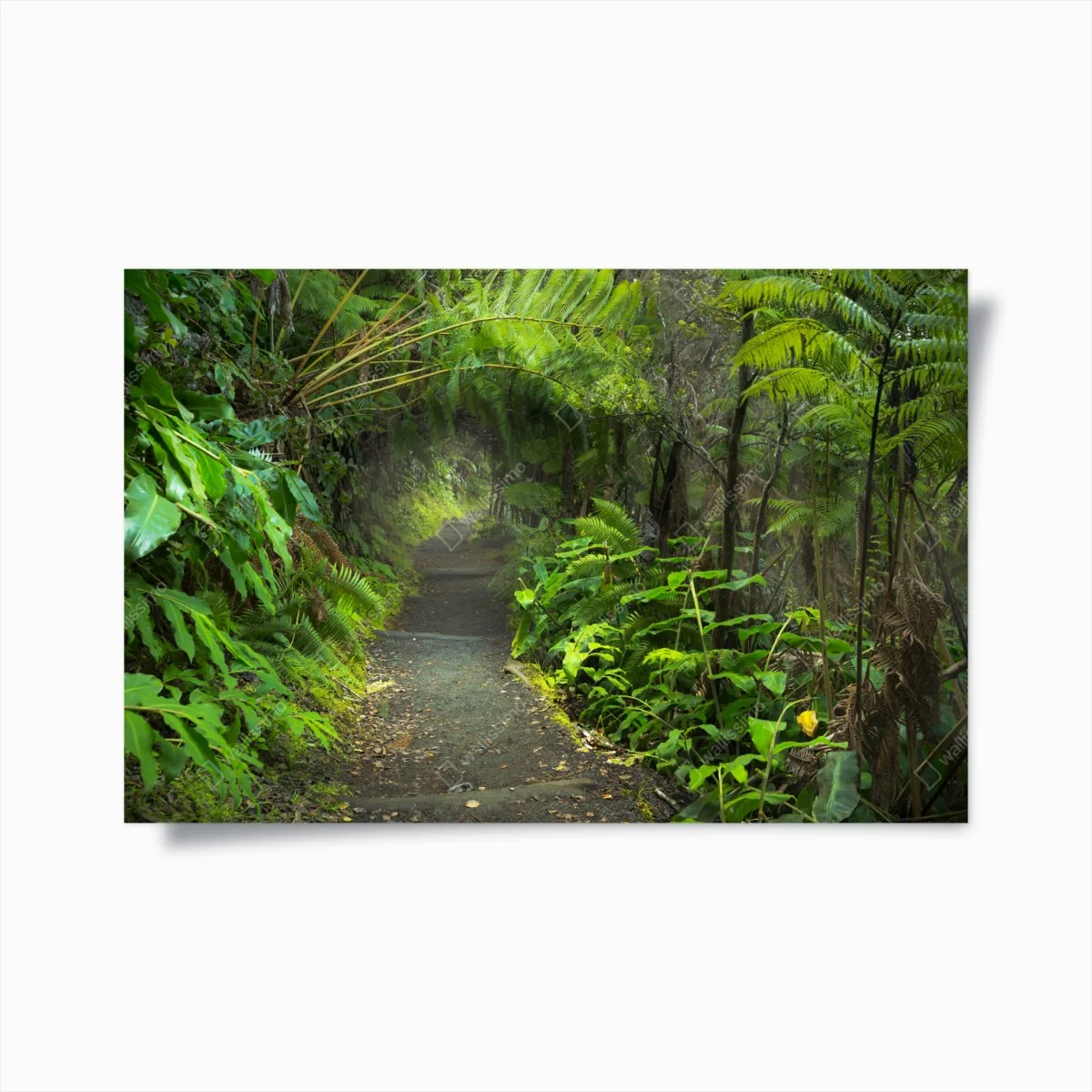 Poster forêt tropicale luxuriante sur le sentier Kilauea Iki – Wallnifity® Poster forêt tropicale luxuriante sur le sentier Kilauea Iki – Wallnifity®