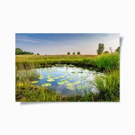 Poster étang de nénuphars et prairie sauvage – Wallnifity®