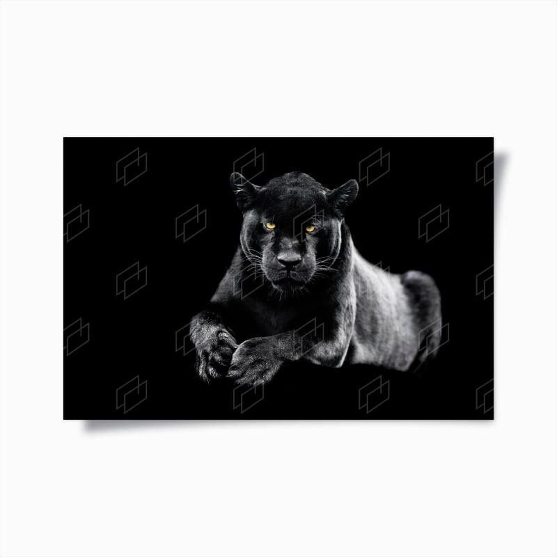 Animaux sauvages – Wallnifity®