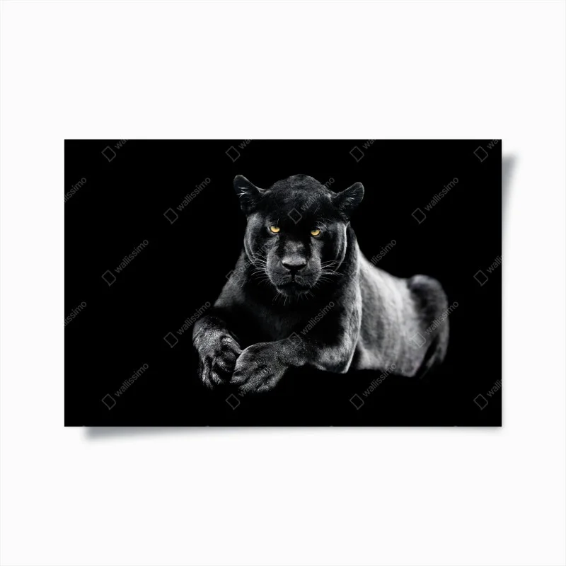 Animaux – Wallnifity®