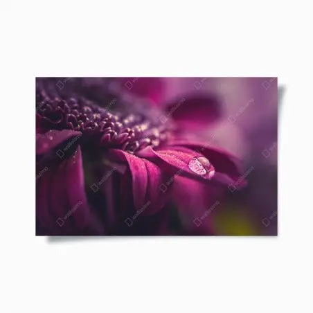 Poster goutte de rosée sur pétale pourpre – Wallnifity®