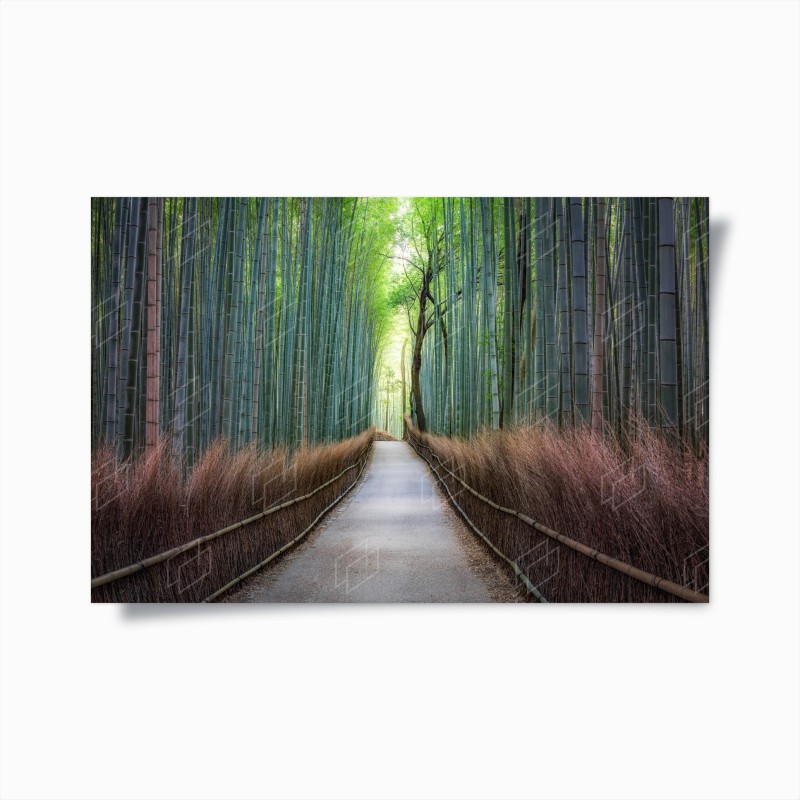 Poster allée de bambous sereine