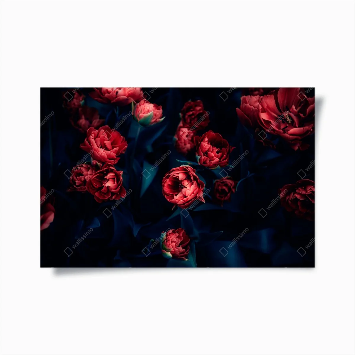 Poster bouquet de tulipes rouges sur fond sombre – Wallnifity® Poster bouquet de tulipes rouges sur fond sombre – Wallnifity®