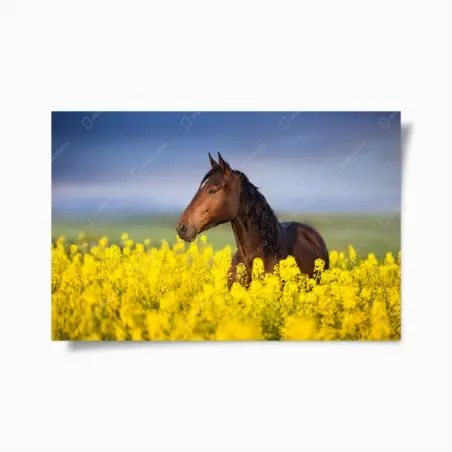 Poster cheval bai dans un champ de colza – Wallnifity®
