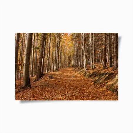 Poster chemin d'automne en forêt dorée – Wallnifity®