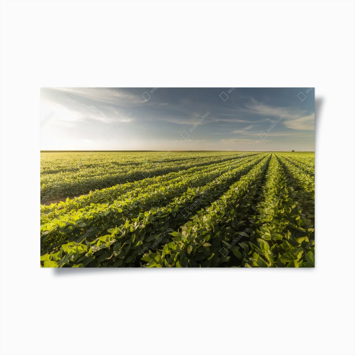 Poster champ de soja au coucher du soleil – Wallnifity® Poster champ de soja au coucher du soleil – Wallnifity®