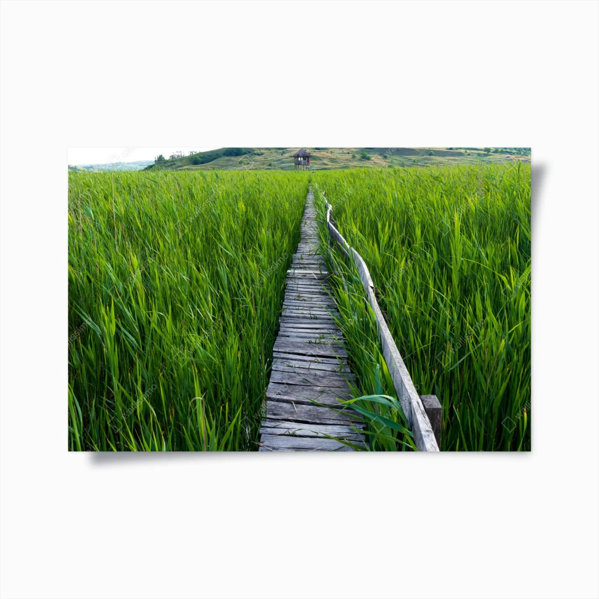 Poster chemin de bois au milieu des hautes herbes – Wallnifity® Poster chemin de bois au milieu des hautes herbes – Wallnifity®