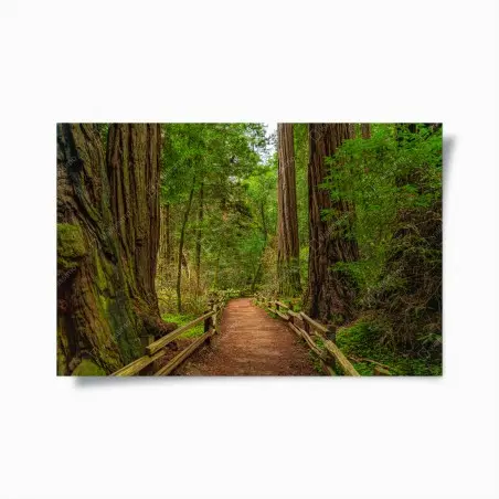 Poster promenade sous les séquoias centenaires – Wallnifity®