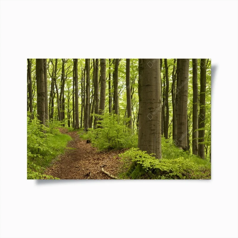 Nature – Wallnifity®