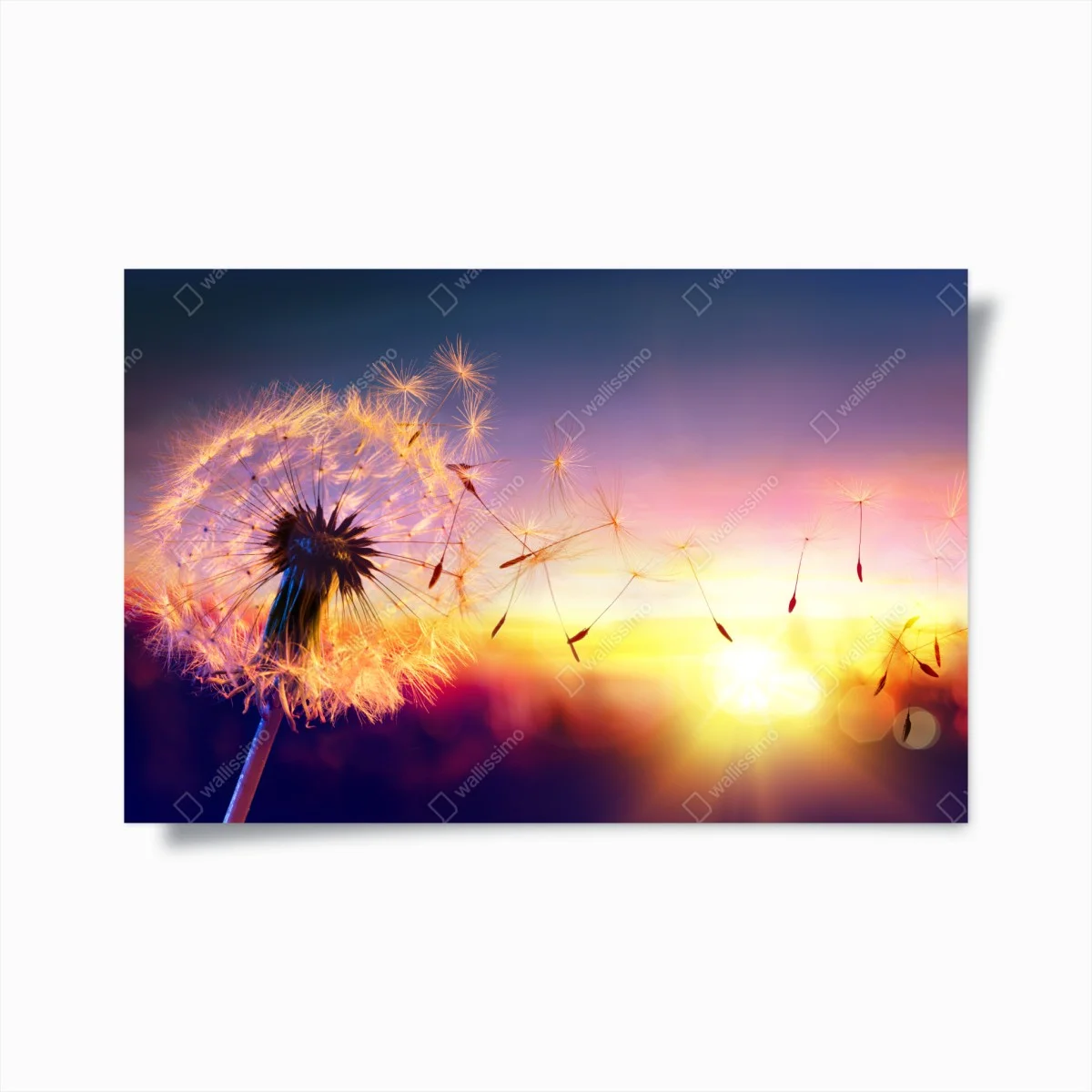 Poster pissenlit emporté par le vent au coucher de soleil – Wallnifity® Poster pissenlit emporté par le vent au coucher de soleil – Wallnifity®