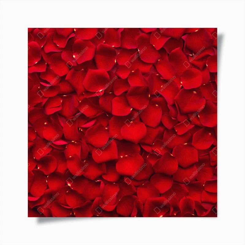 Chambre – Wallnifity®