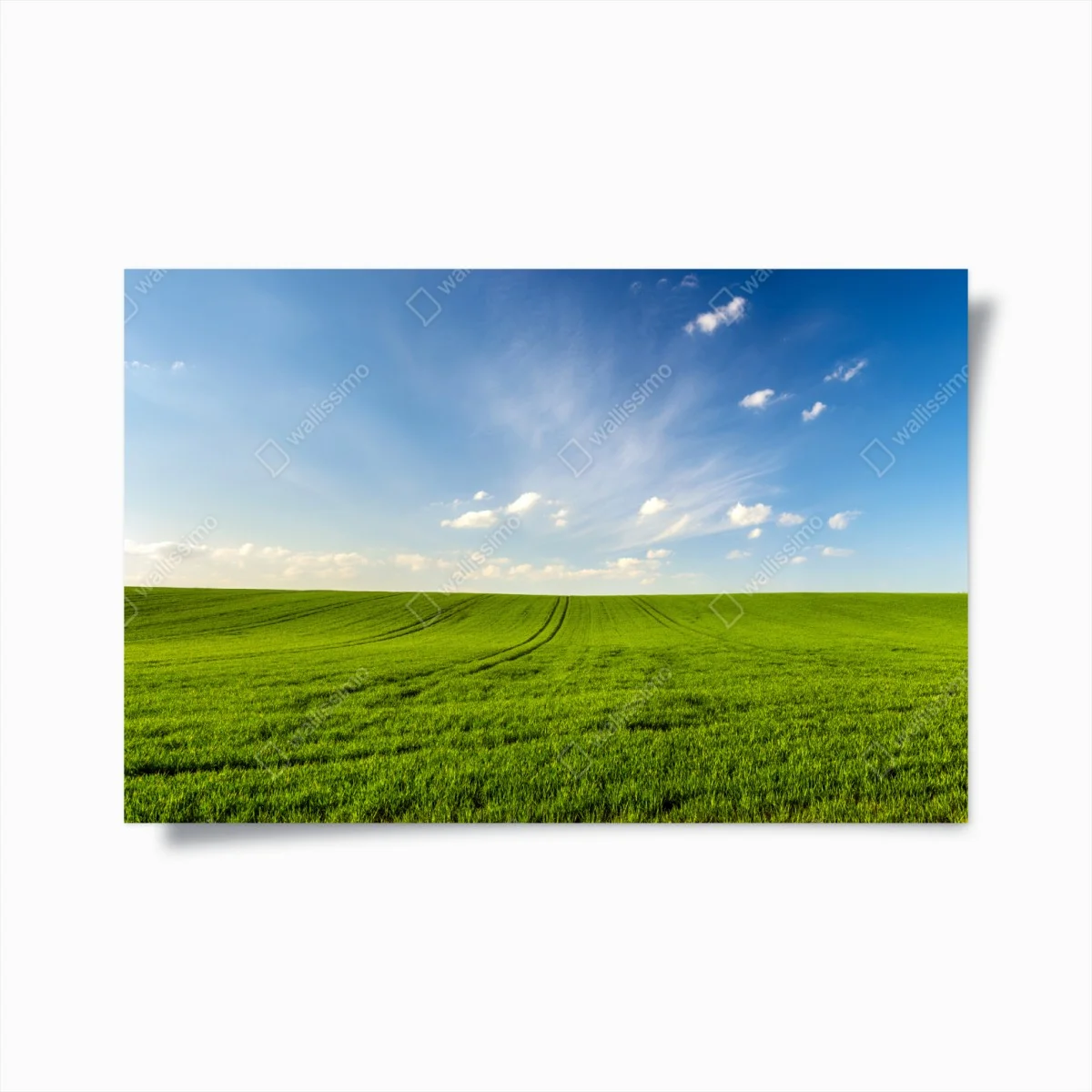 Poster panorama champ de blé vert au printemps – Wallnifity® Poster panorama champ de blé vert au printemps – Wallnifity®