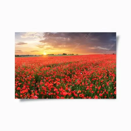 Poster mer de coquelicots au coucher du soleil – Wallnifity®