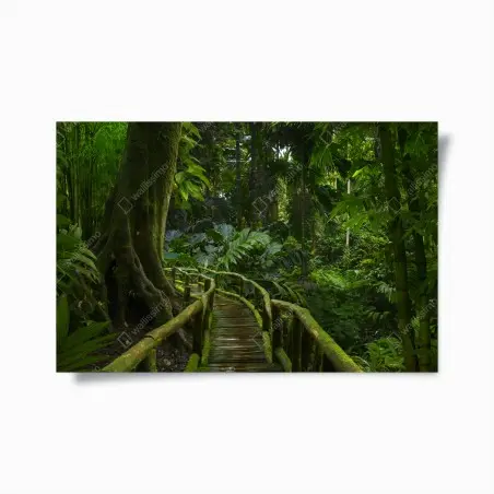 Poster promenade mystérieuse au cœur de la jungle – Wallnifity®