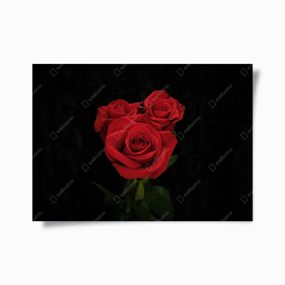 Poster bouquet de roses rouges sur fond noir – Wallnifity® Poster bouquet de roses rouges sur fond noir – Wallnifity®