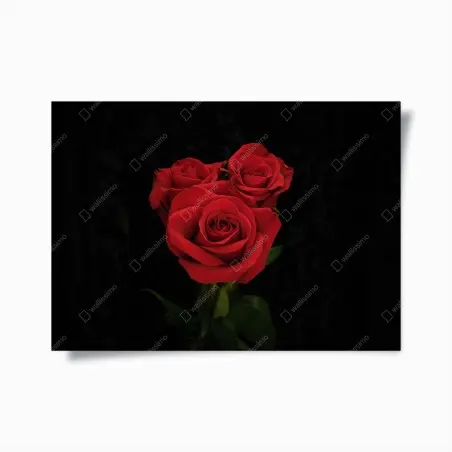 Poster bouquet de roses rouges sur fond noir – Wallnifity®