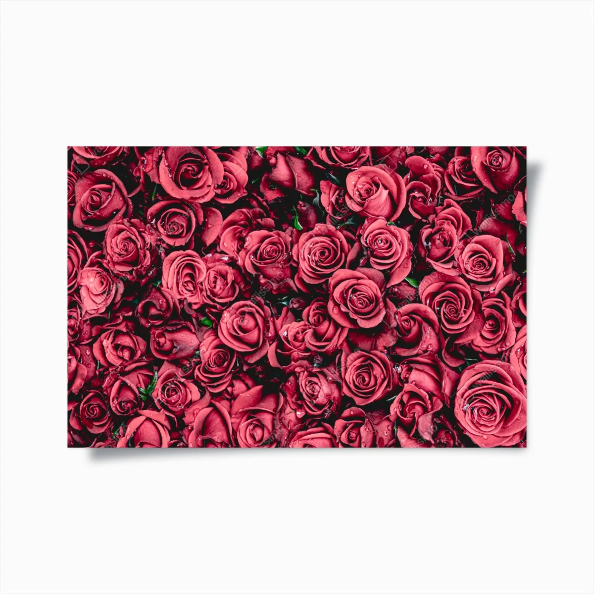 Poster bouquet de roses rouges en gros plan – Wallnifity® Poster bouquet de roses rouges en gros plan – Wallnifity®