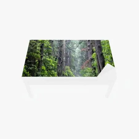 Sticker pour table et bureau allée de cèdres et sentier pierreux – Wallnifity®