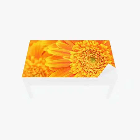 Sticker pour table et bureau gros plan gérbera orange éclatant – Wallnifity®
