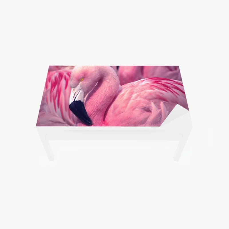 Autocollants – Wallnifity®