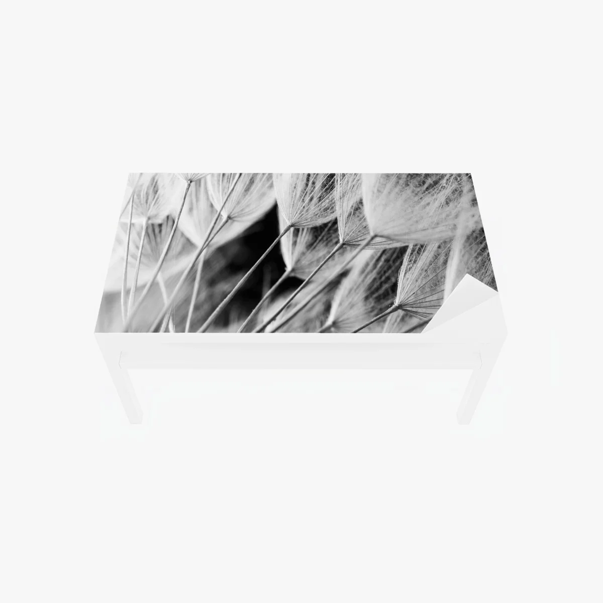 Sticker pour table et bureau plumes de pissenlit en noir et blanc – Wallnifity® Sticker pour table et bureau plumes de pissenlit en noir et blanc – Wallnifity®