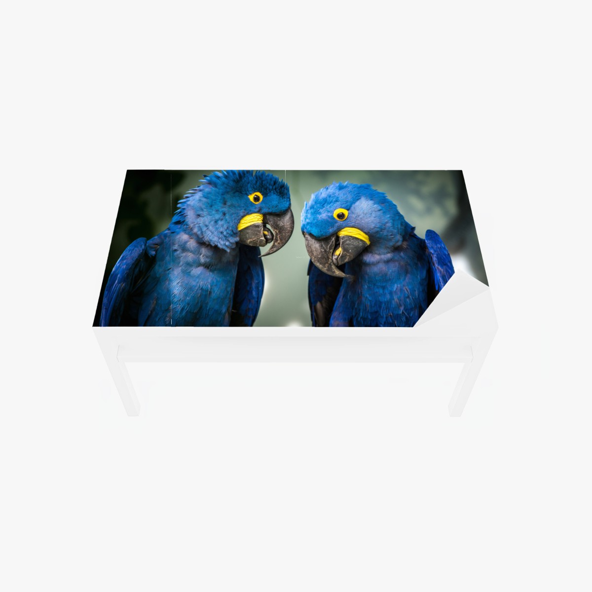 Sticker pour table et bureau duo d'aras hyacinthe au plumage bleu – Wallnifity®